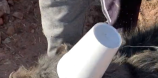Perrito albañil