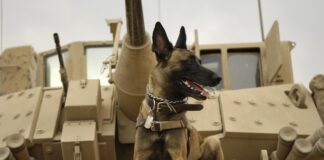 Perros-de-guerra
