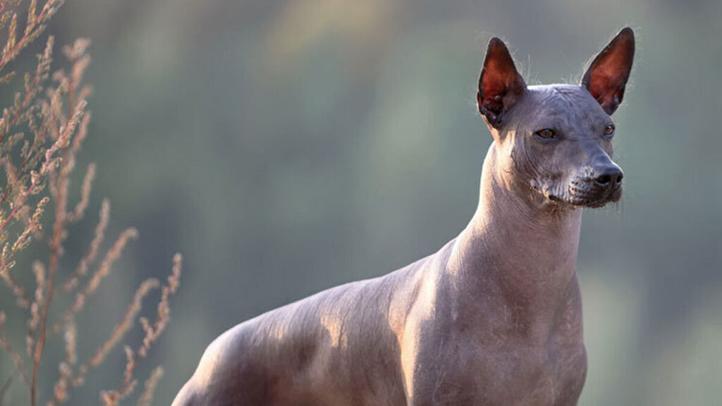 Xoloitzcuintle