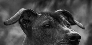 Xoloitzcuintle