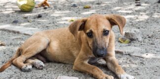 perros y gatos abandonados