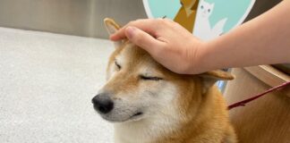 cheems, el perrito de los memes