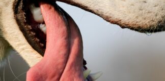 Saliva