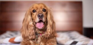 Cocker Spaniel