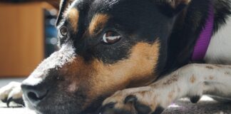 perro ratonero de andaluz