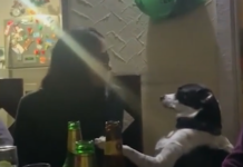 fiesta