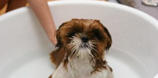 jabón debo bañar a mi perro