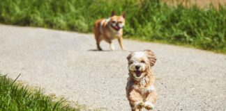 cuanto cuesta tener un perro