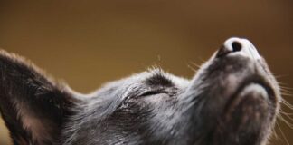 El poder del olfato en los perros