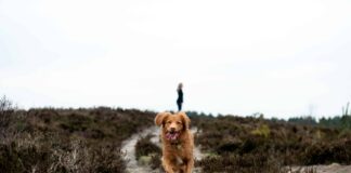 perros corriendo